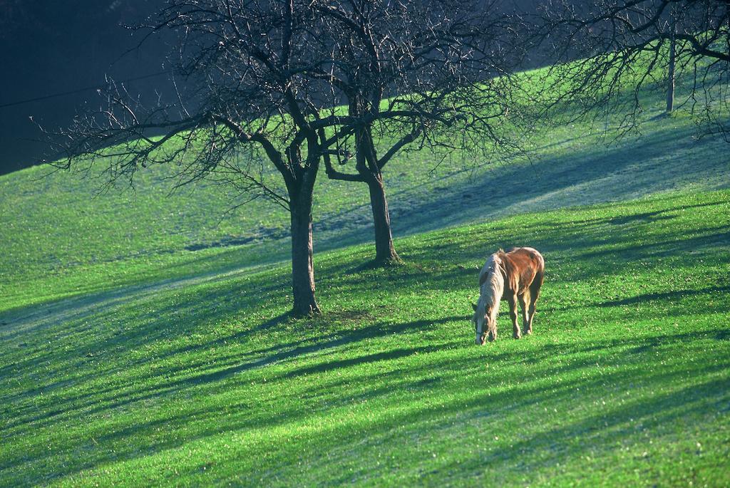 Tourist Farm Ljubica Villa Poljane nad Škofjo Loko Buitenkant foto