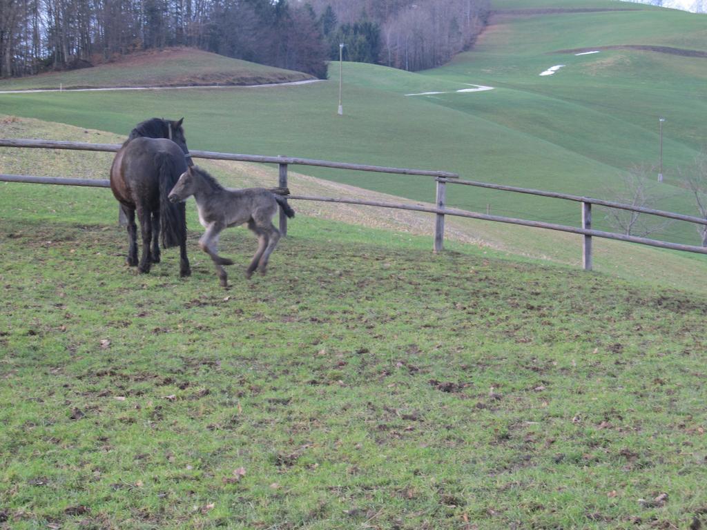 Tourist Farm Ljubica Villa Poljane nad Škofjo Loko Buitenkant foto